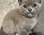 Кошки в Симферополе: Котенок европейской бурмы Девочка, 50 000 руб. - фото 5