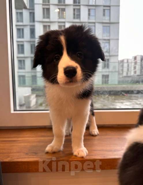 Собаки в Москве: Девочка (сука) бордер-колли: послушна и очень перспективна в аджилити Девочка, 130 000 руб. - фото 2