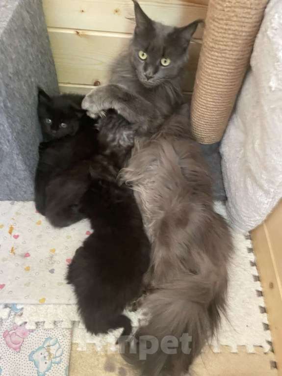 Кошки в других городах Приморского края: Шикарные котята Мальчик, 25 000 руб. - фото 9