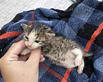 Кошки в Ростове-на-Дону: Котята в добрые руки Разнополые, Бесплатно - фото 3