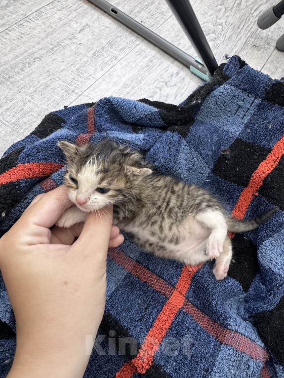 Кошки в Ростове-на-Дону: Котята в добрые руки Разнополые, Бесплатно - фото 3