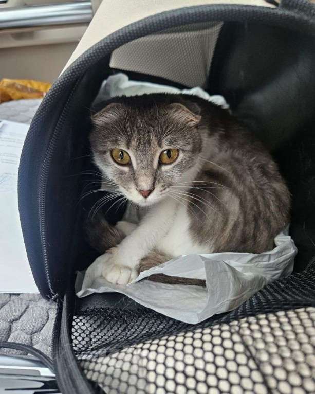 Кошки в Москве: Ласковую породистую кошечку выкинули на улицу 🆘️ Срочный поиск дома! Девочка, Бесплатно - фото 2