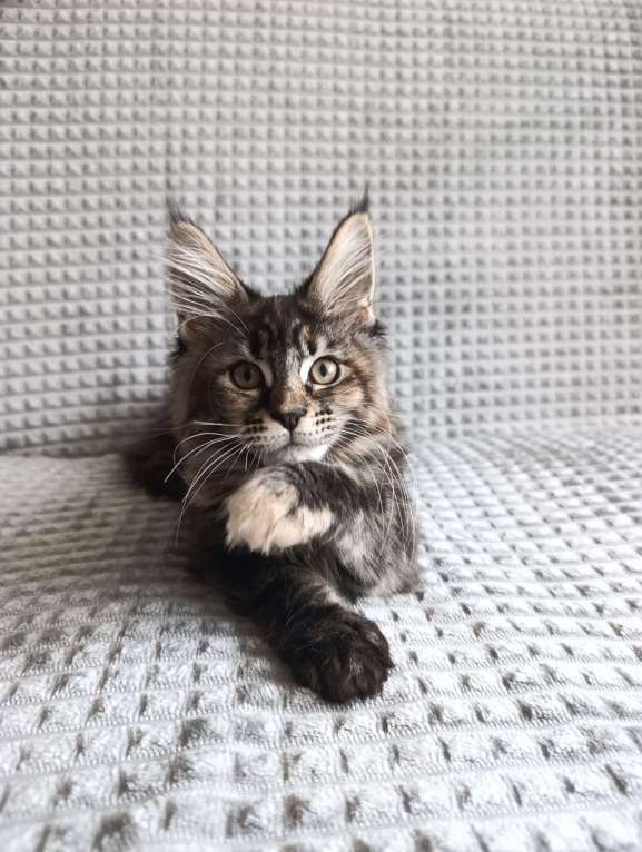 Кошки в Екатеринбурге: Шикарные девочки породы мейн-кун! Девочка, 30 000 руб. - фото 3