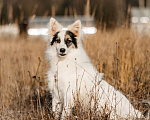 Собаки в Москве: Ронда Девочка, Бесплатно - фото 2