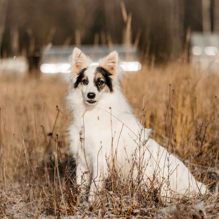 Собаки в Москве: Ронда Девочка, Бесплатно - фото 2