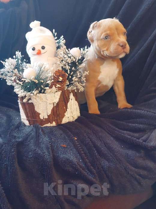 Собаки в других городах Московской области: Американские Девочка, 120 000 руб. - фото 5