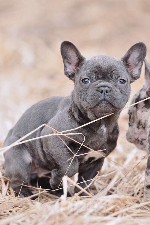 Собаки в Москве: Девочки француженки Девочка, 40 000 руб. - фото 6