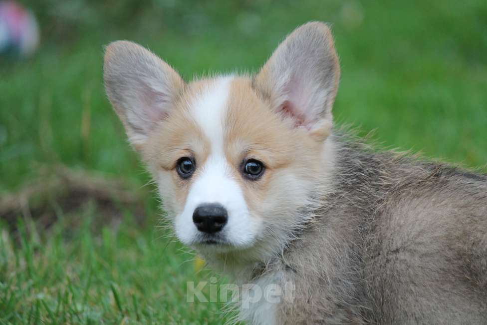 Собаки в Москве: Вельш Корги Пемброк Мальчик, 80 000 руб. - фото 10