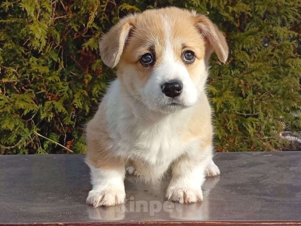 Собаки в Печоре: Щенки вельш корги пемброк Девочка, 50 000 руб. - фото 1