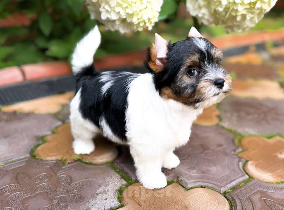 Собаки в Москве: Перспективный мальчик Бивер  Мальчик, 75 000 руб. - фото 5