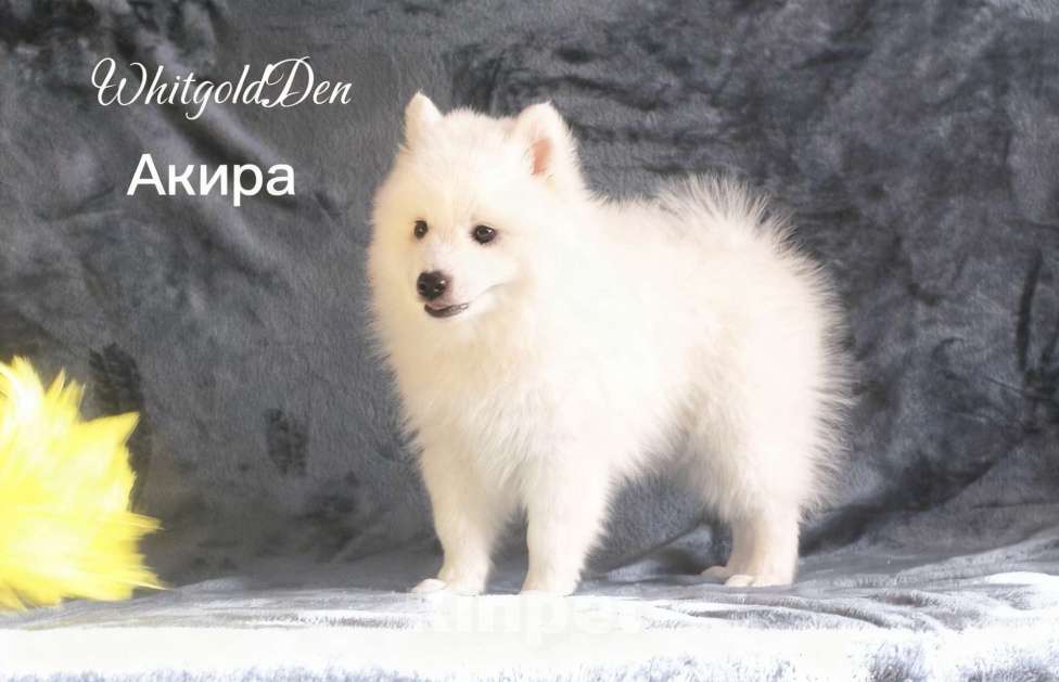 Собаки в Челябинске: Очаровательные щенки японского шпица Мальчик, 80 000 руб. - фото 6