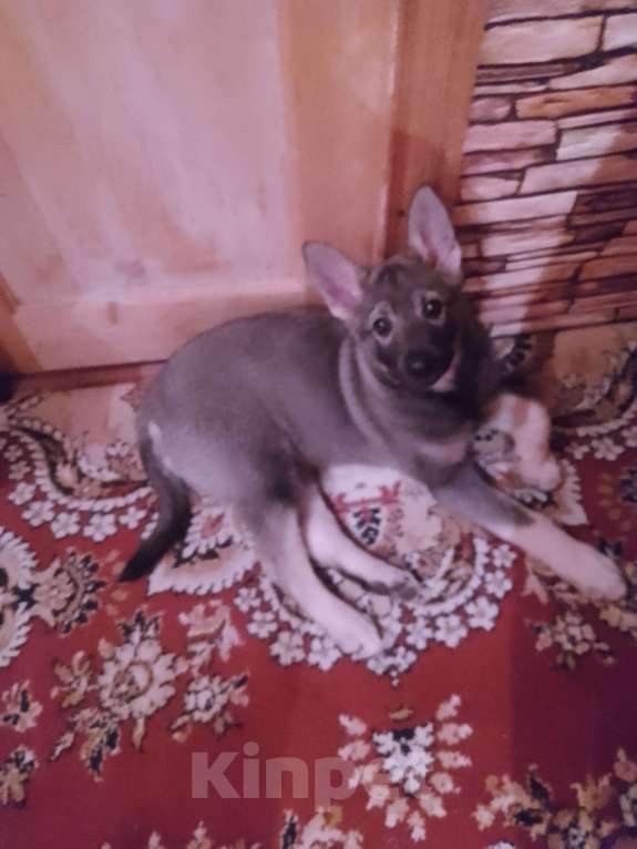 Собаки в Санкт-Петербурге: Продам щенка восточноевропейской овчарки Девочка, 20 000 руб. - фото 4