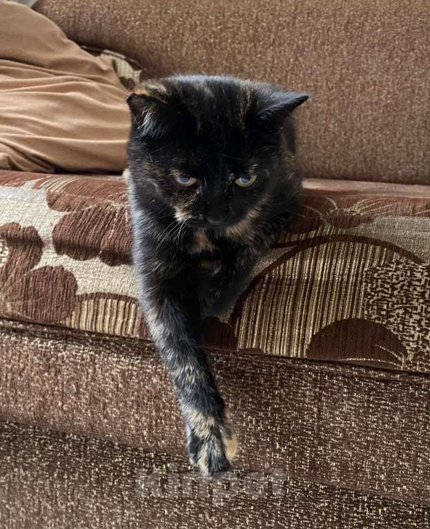 Кошки в Набережных Челнах: Лапочка Малыха Девочка, Бесплатно - фото 1