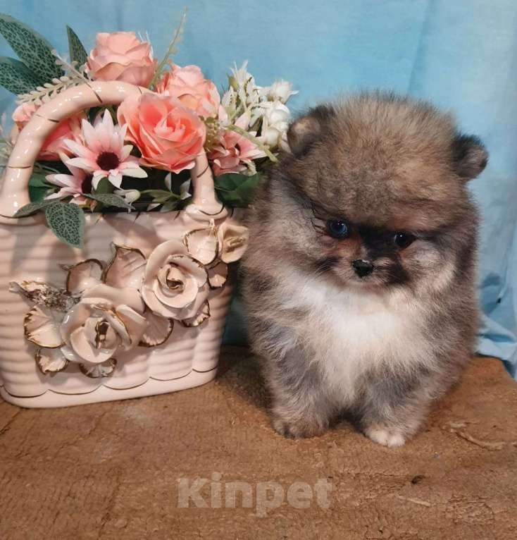 Собаки в других городах Московской области: Померанский шпиц мраморный  Мальчик, 35 000 руб. - фото 2