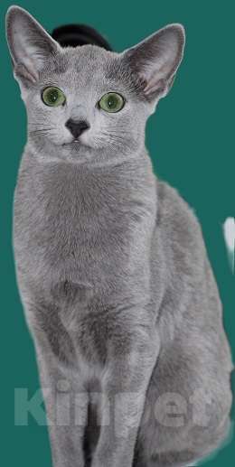 Кошки в Калининграде: Чистокровная Русская голубая девочка с еврородословной Девочка, 70 000 руб. - фото 3