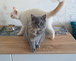 Кошки в Кропоткине: Шотландские котята  Девочка, 3 500 руб. - фото 7