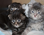 Кошки в Полярном Зоре: Котята из питомника, 10 000 руб. - фото 3