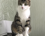Кошки в Барнауле: Три кота и одна кошечка в добрые руки срочно! Мальчик, Бесплатно - фото 5