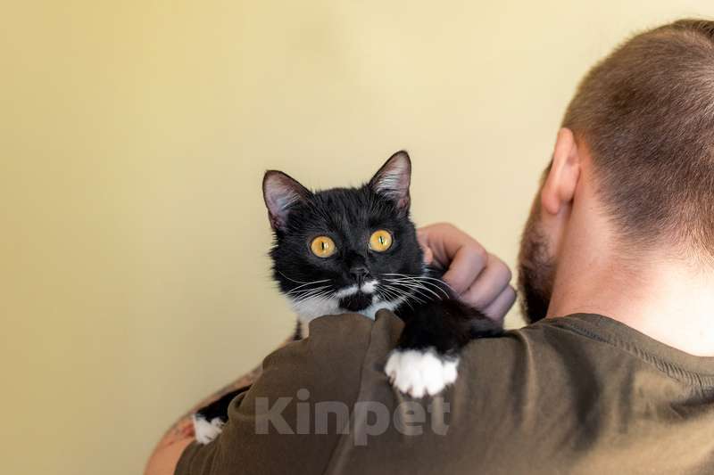 Кошки в Москве: Маркиза Дарья, черно-белая кошка в добрые руки Девочка, Бесплатно - фото 3