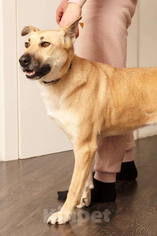 Собаки в Москве: Гайка Девочка, Бесплатно - фото 4