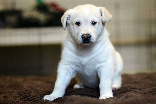 Щенок Хан 1,5 месяца ждет свою семью 