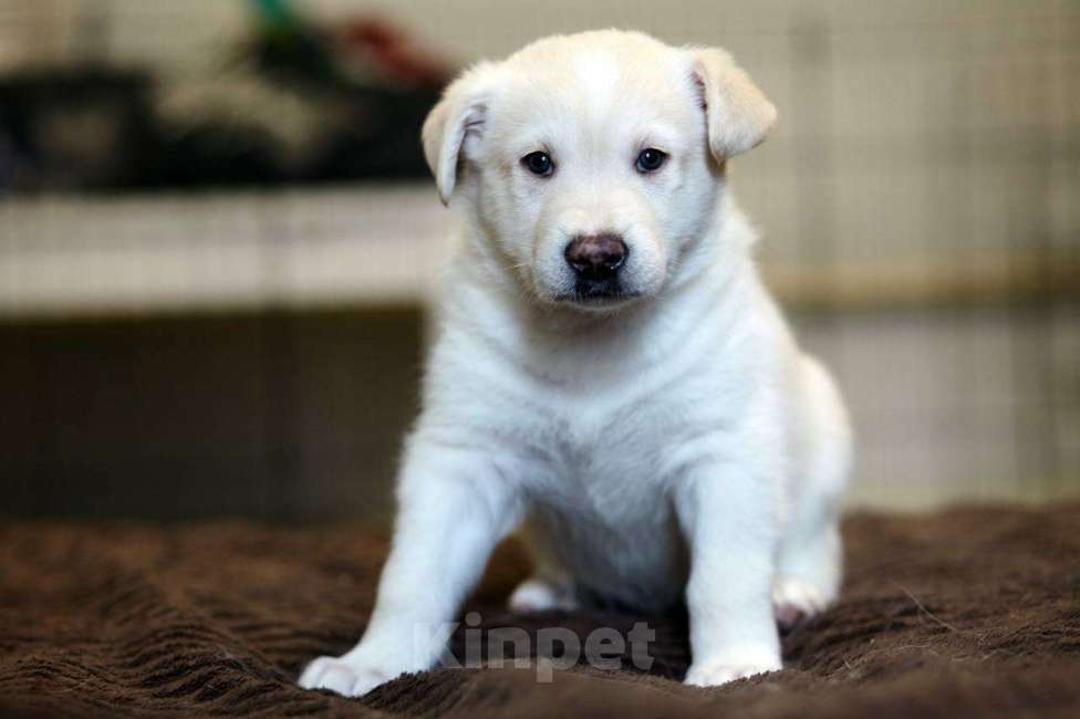 Собаки в Красногорске: Щенок Хан 1,5 месяца ждет свою семью  Мальчик, Бесплатно - фото 1