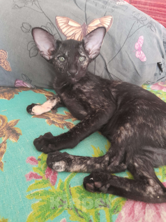 Кошки в Томске: Ориентальные котята Девочка, 40 000 руб. - фото 2