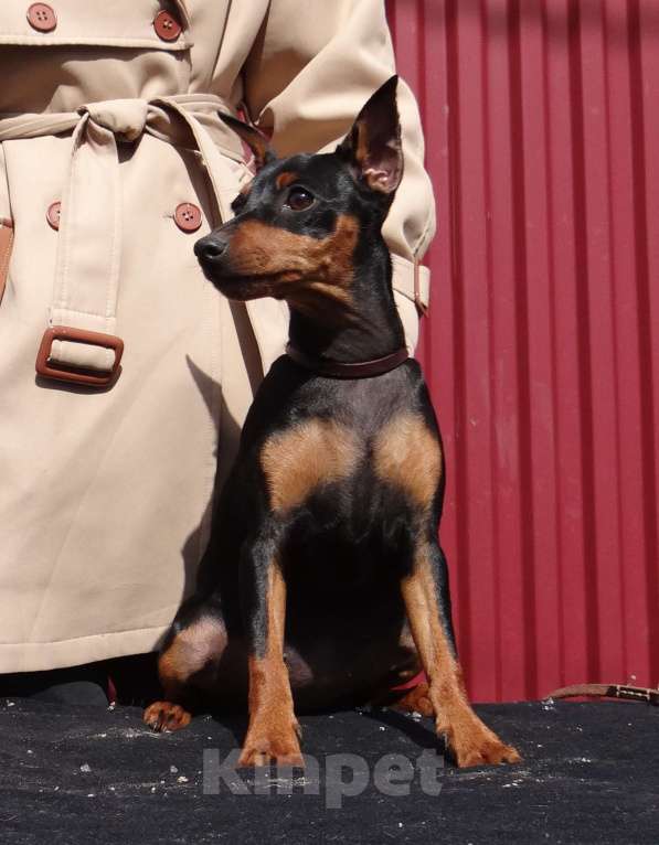 Собаки в Москве: Щенки цвергпинчера Девочка, 45 000 руб. - фото 2