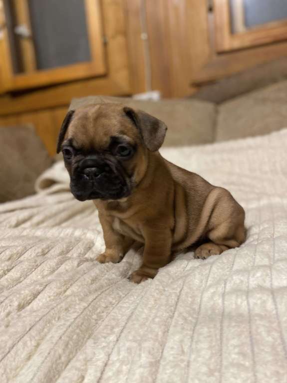 Собаки в Санкт-Петербурге: Шикарный мальчик французик  Мальчик, Бесплатно - фото 4