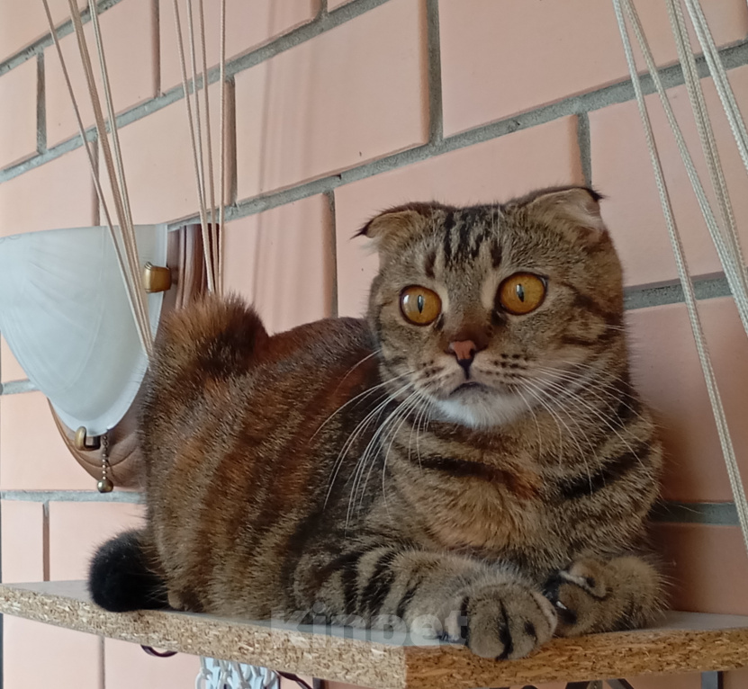 Кошки в Ростове-на-Дону: Шотландские вислоухие котята Разнополые, 4 500 руб. - фото 8