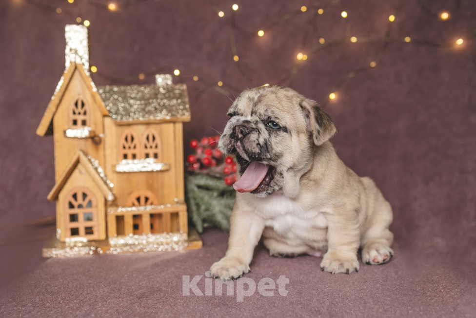 Собаки в Москве: Плюшевый малыш французский бульдог  Мальчик, 150 000 руб. - фото 3