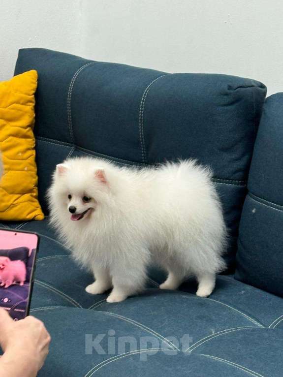 Собаки в Пензе: НЕМЕЦКИЙ МАЛЫЙ ШПИЦ  Мальчик, 80 000 руб. - фото 2