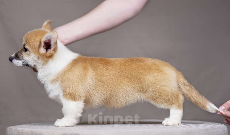 Собаки в Перми: Щенки вельш корги пемброк девочки Девочка, 38 000 руб. - фото 5