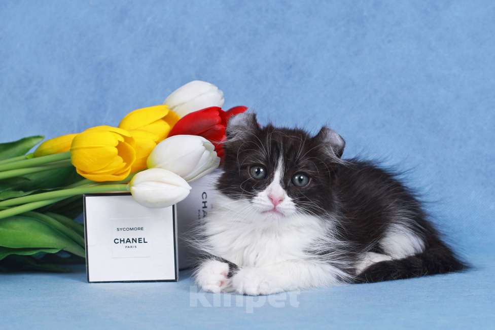 Кошки в Москве: Американский кёрл Девочка, Бесплатно - фото 2