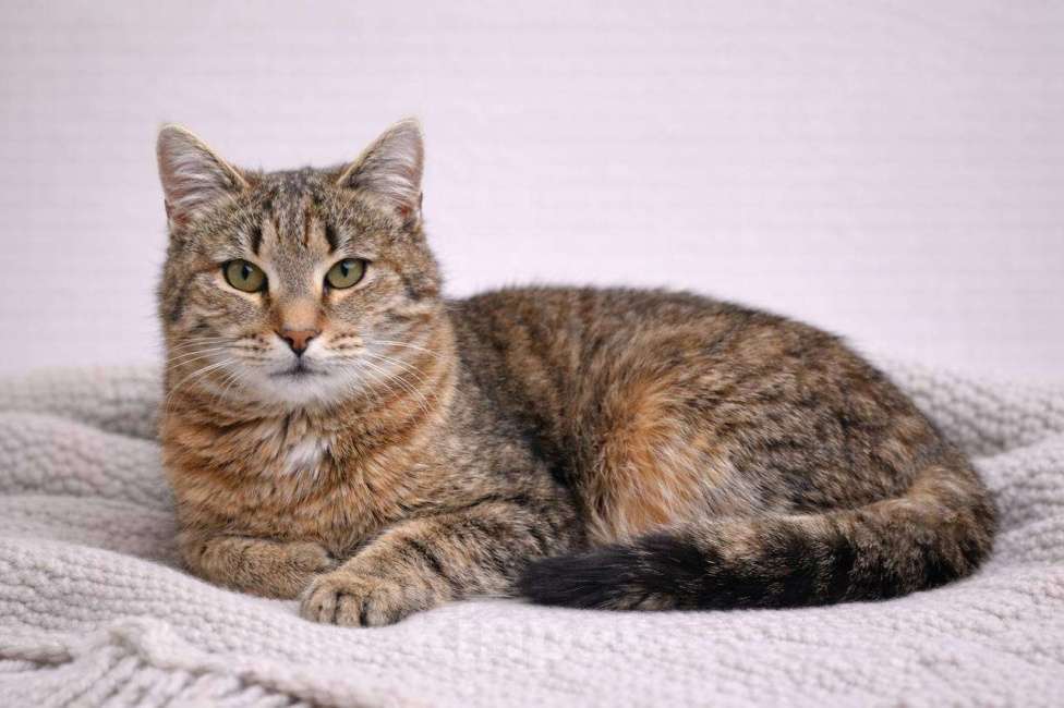 Кошки в Красногорске: Котенок Туман 7 месяцев ищет дом Мальчик, Бесплатно - фото 1