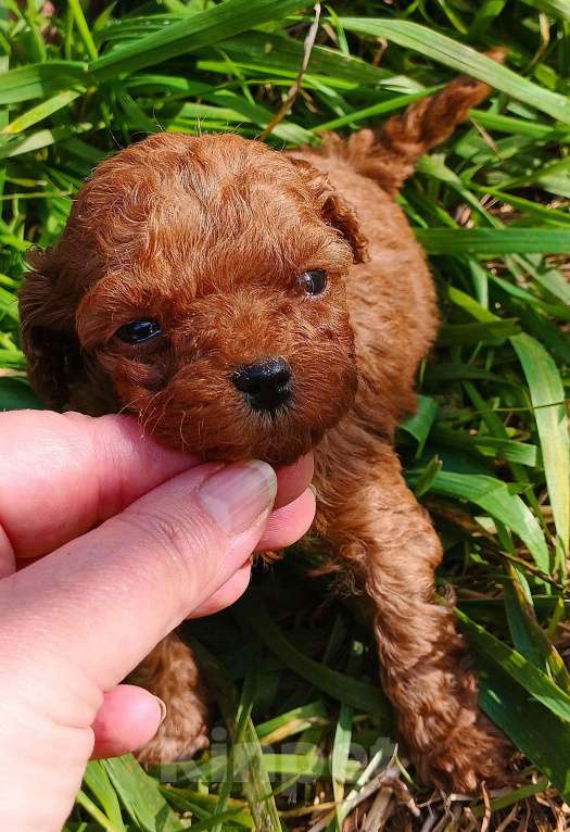 Собаки в Москве: Тедди тикап китайские пуделя Мальчик, 350 000 руб. - фото 4