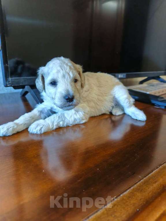 Собаки в Санкт-Петербурге: Пудель средний Мальчик, 90 000 руб. - фото 1