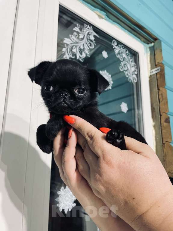 Собаки в Казани: Щеночек пти брабансончик Девочка, 100 000 руб. - фото 1
