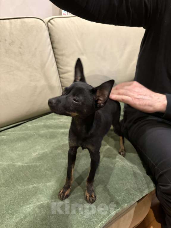 Собаки в Геленджике: Отдадим в добрые руки Мальчик, Бесплатно - фото 2