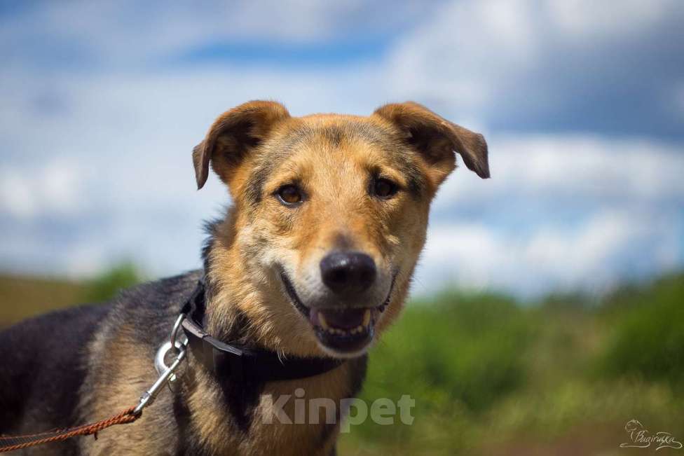 Собаки в Москве: Джой Мальчик, Бесплатно - фото 9