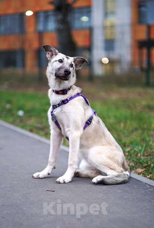 Собаки в Ногинске: Щенок Келли в добрые руки Девочка, Бесплатно - фото 8