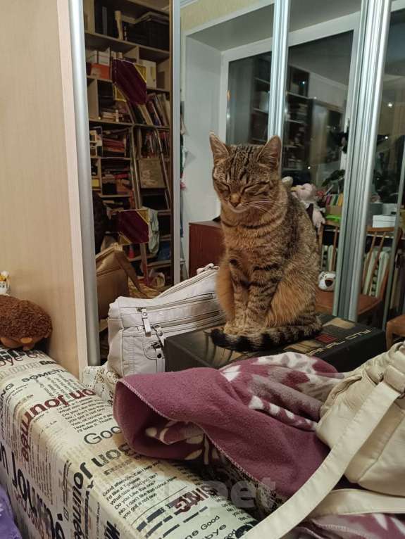 Кошки в Москве: Кошечка Флора ищет добрые руки Девочка, Бесплатно - фото 4