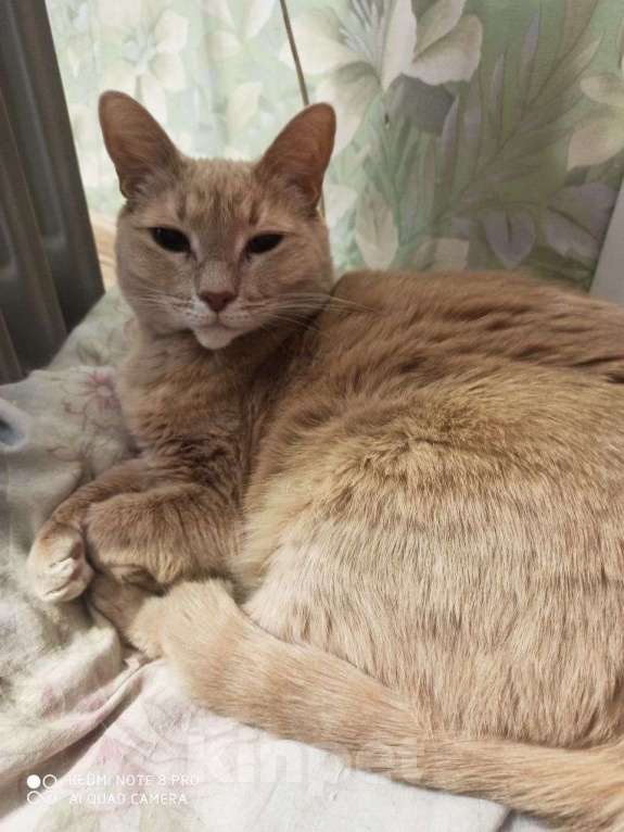 Кошки в других городах Московской области: Кошки в добрые руки Девочка, Бесплатно - фото 4