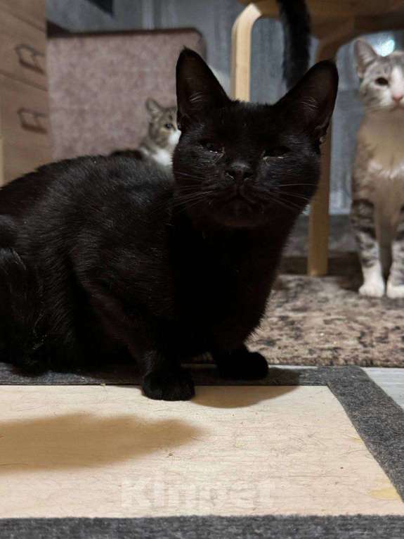 Кошки в Калуге: Кошка Девочка, Бесплатно - фото 2