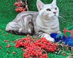 Кошки в Красноярске: Британский котенок-подросток  Мальчик, 5 000 руб. - фото 2
