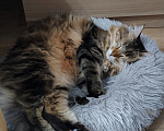 Кошки в других городах Самарской области: В добрые руки кошечка Девочка, Бесплатно - фото 3