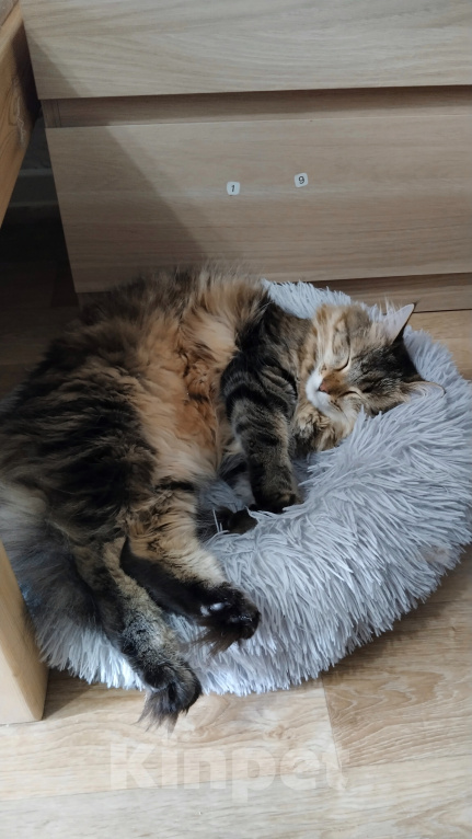 Кошки в других городах Самарской области: В добрые руки кошечка Девочка, Бесплатно - фото 3