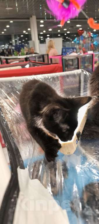 Кошки в других городах Московской области: Мейн-кун Полидакт Девочка, 55 000 руб. - фото 1