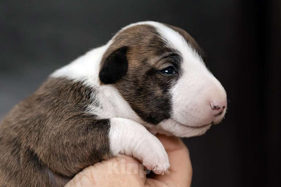 Собаки в Краснодаре: Тигровая красотка Девочка, 100 000 руб. - фото 1