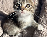 Кошки в Батайске: Котеночек в добрые ручки Мальчик, Бесплатно - фото 1
